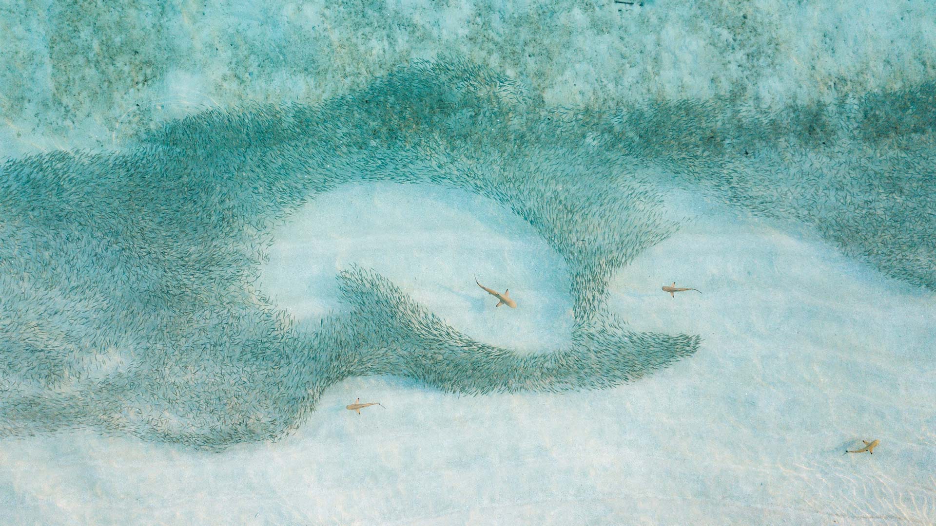 pycharm2017自建注册服务器